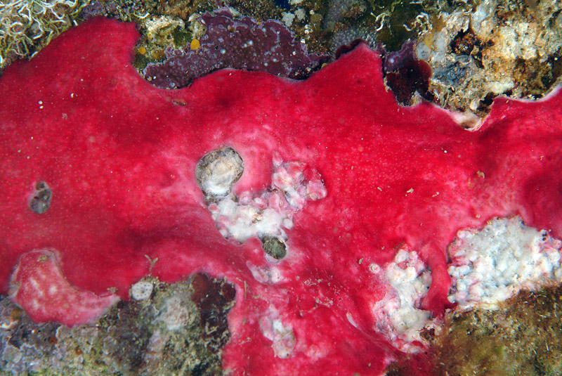 Didemnidae